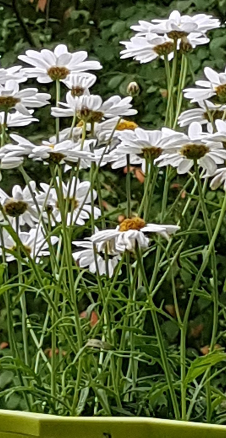 Margerithen