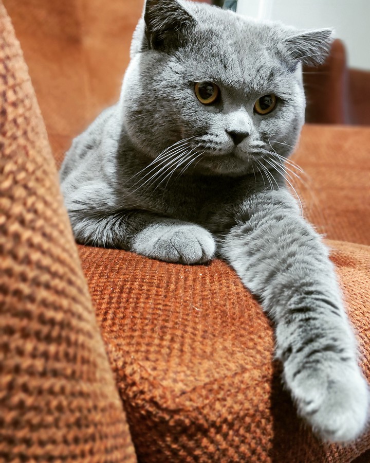 Hello