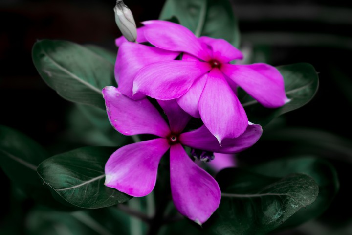 Indian Periwinkle