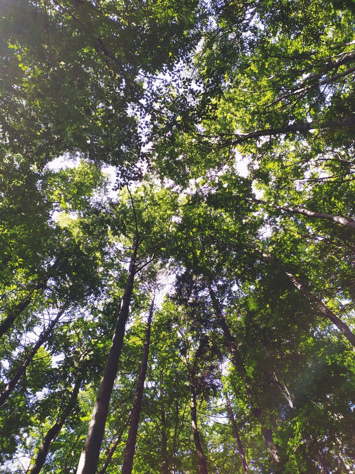 trees