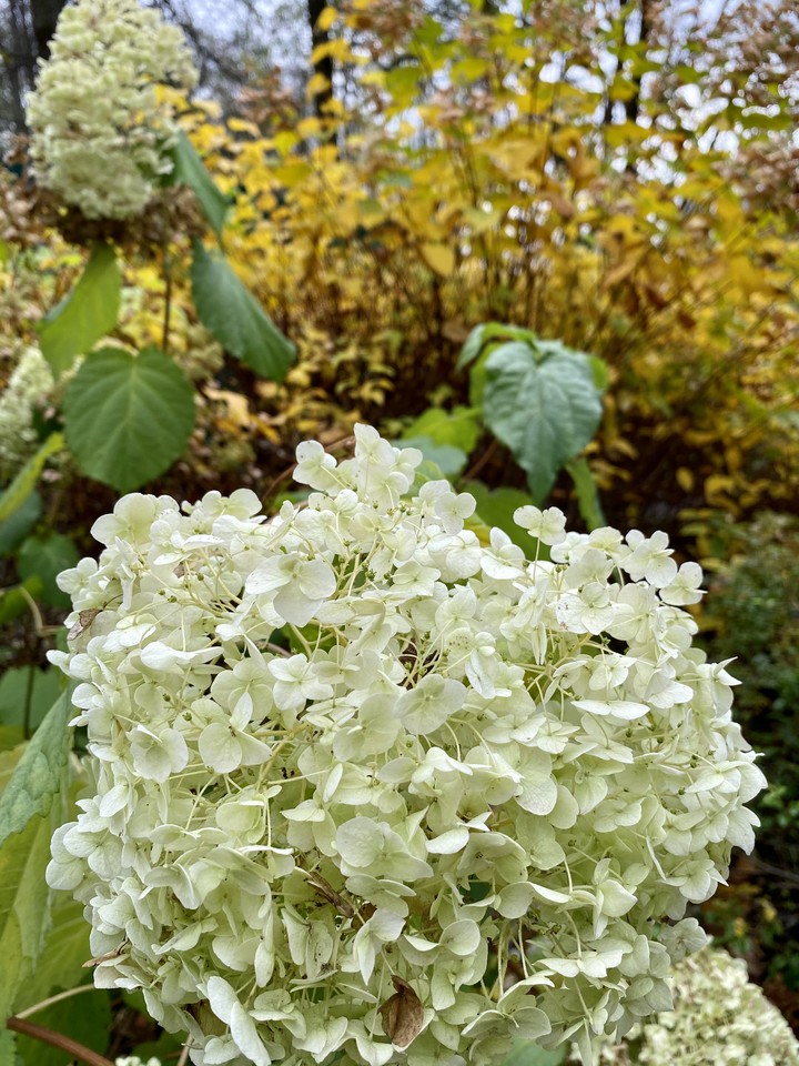 flowers