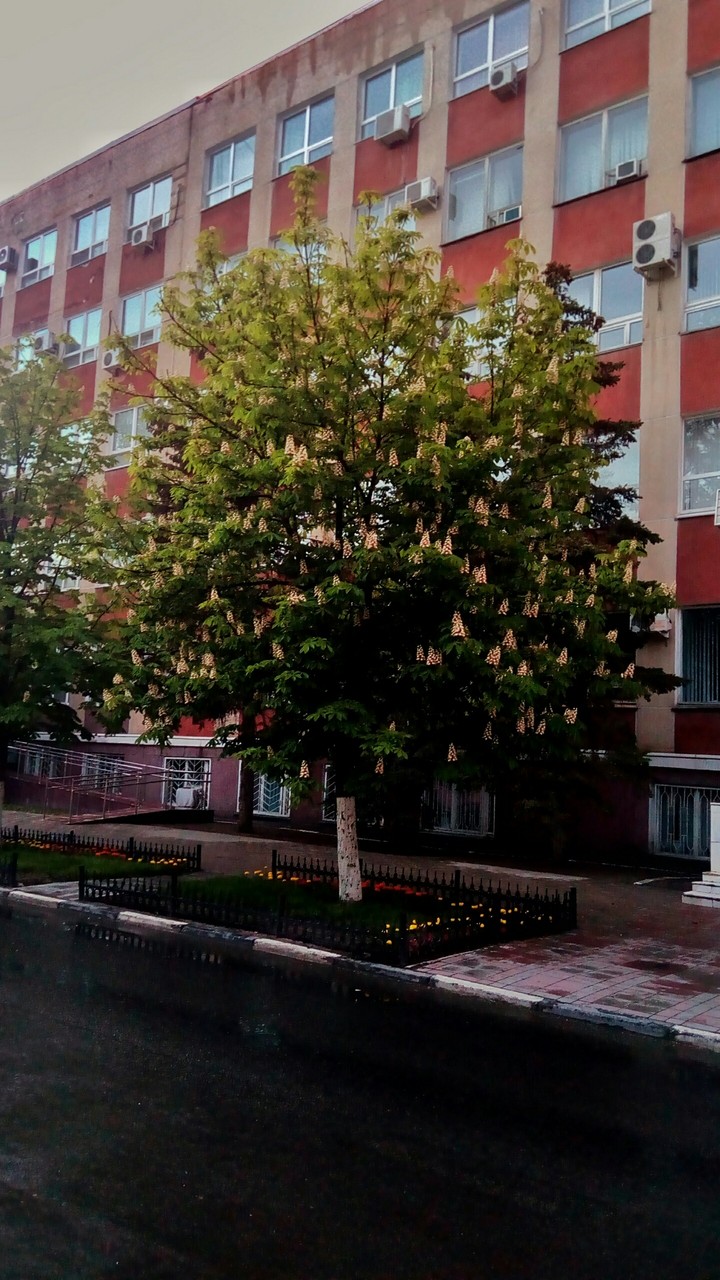 каштаны