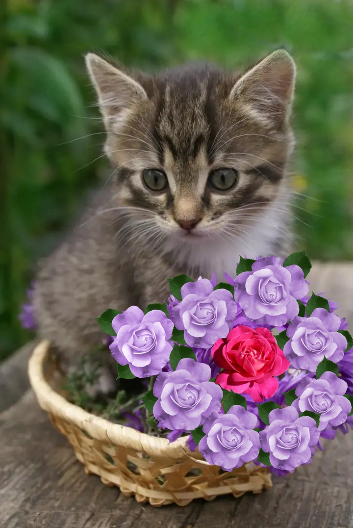 Котёнок