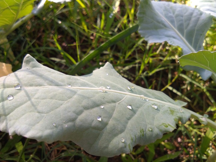 dew