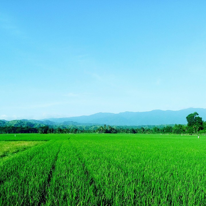 sawah hijau