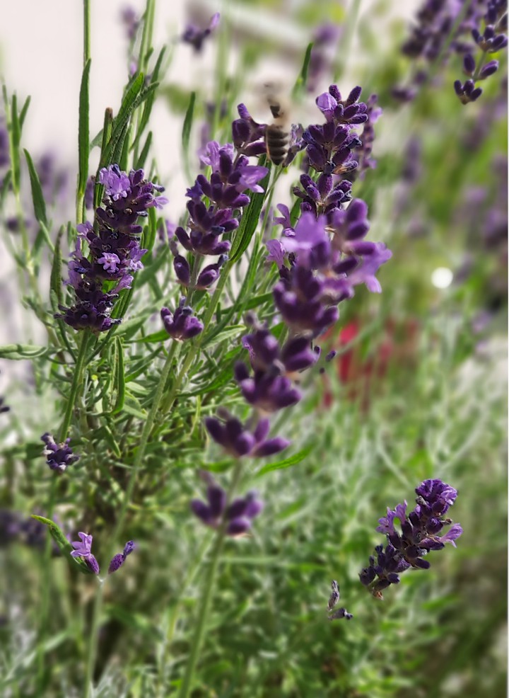 Lavender