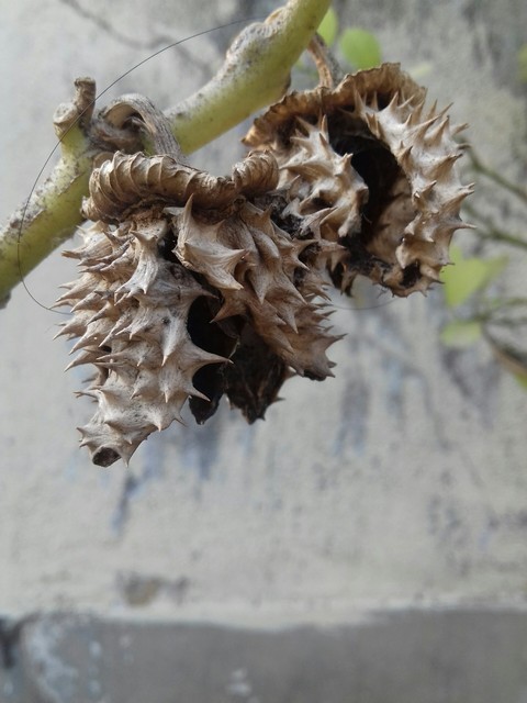 dry flower