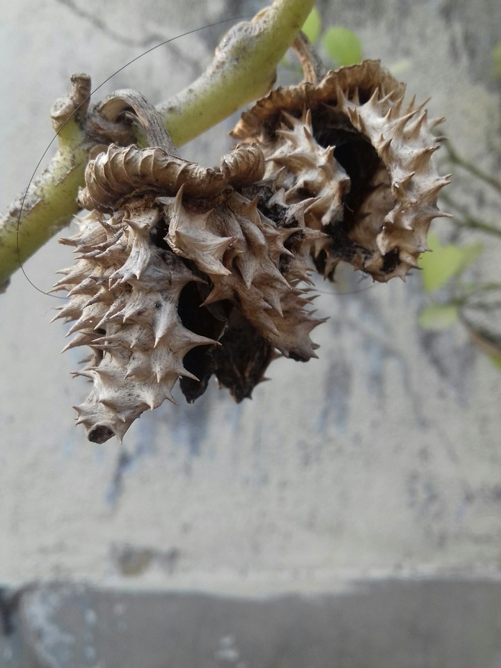 dry flower