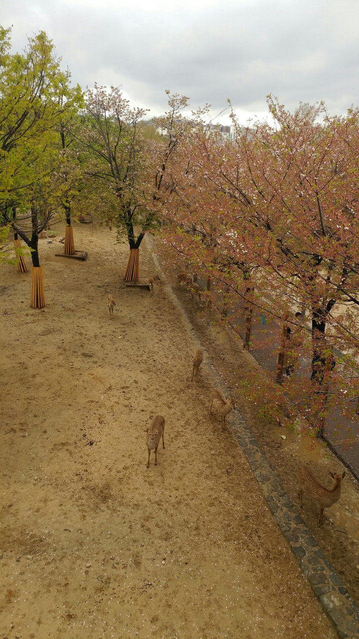 사슴