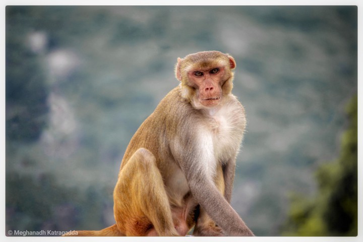 Monkey