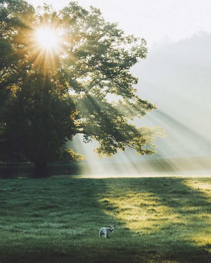 sunlight