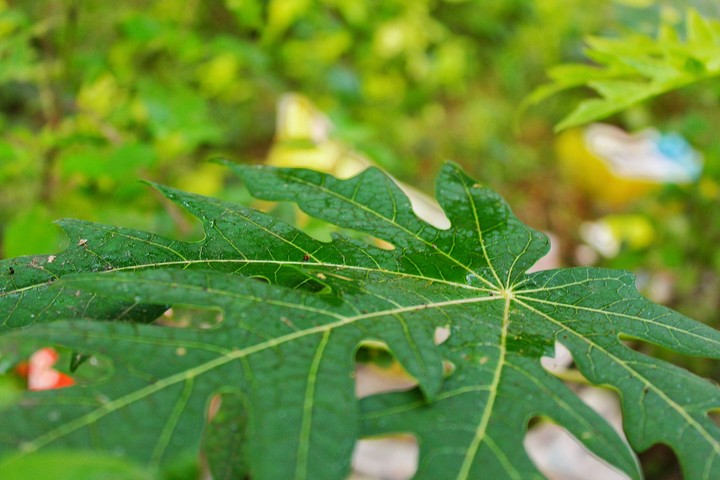 Leaf