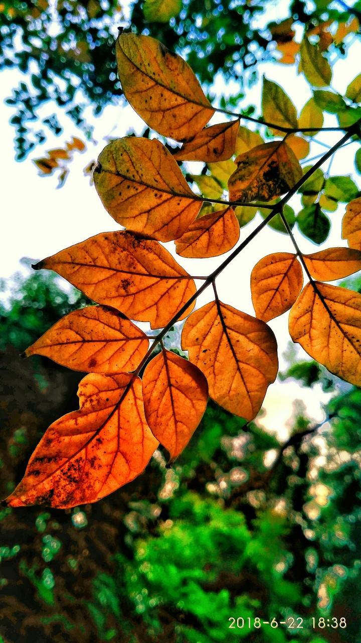 golden click