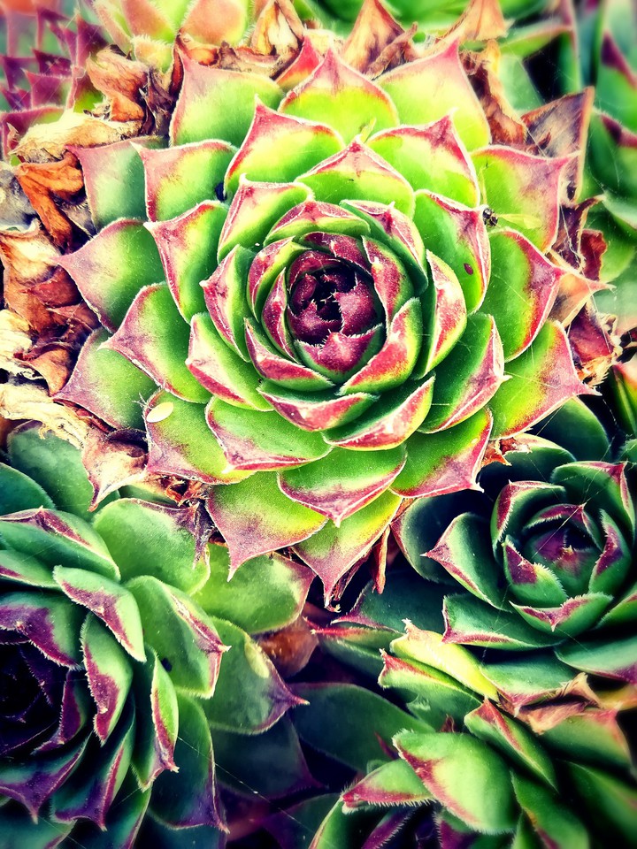 succulents