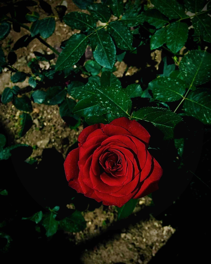 red velvet