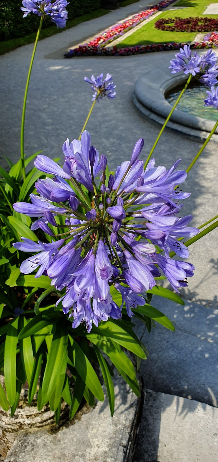 purple