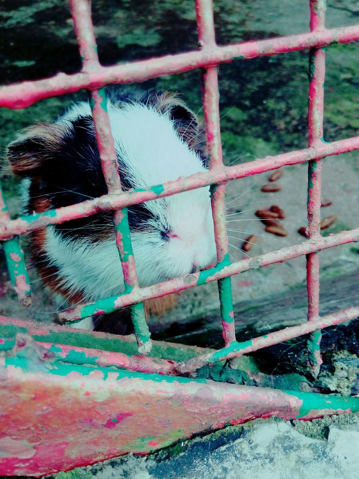 naughy Guine pig