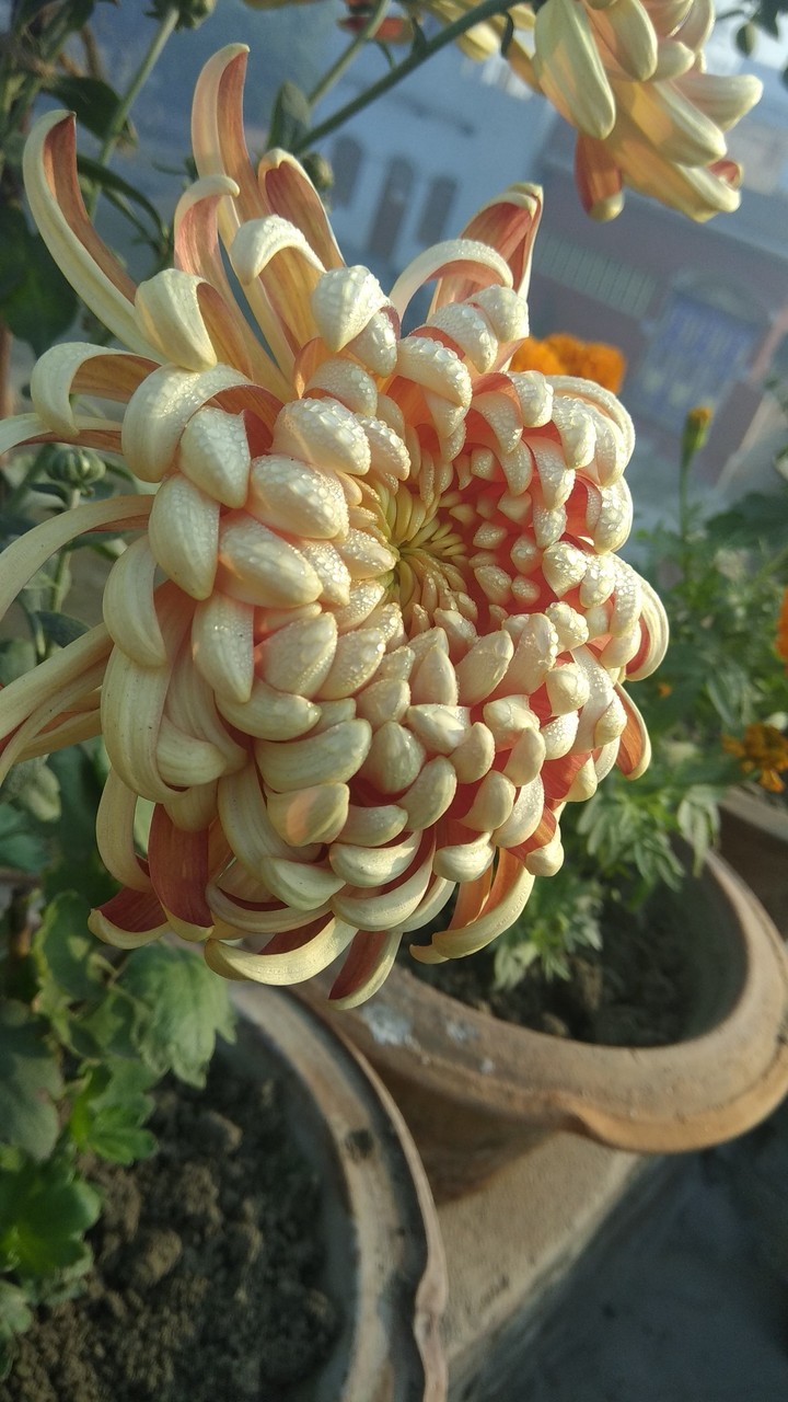flower