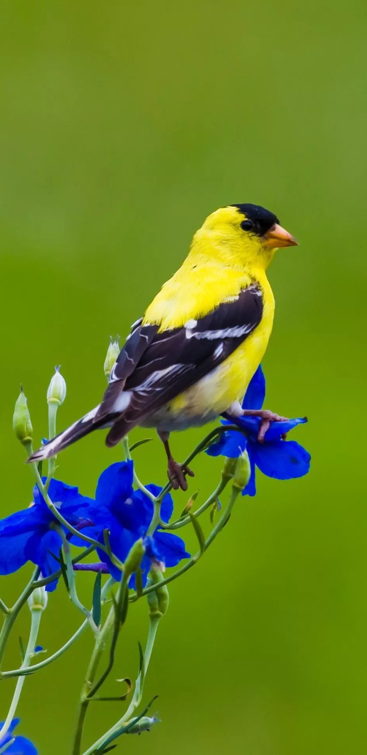 #Yellow Bird