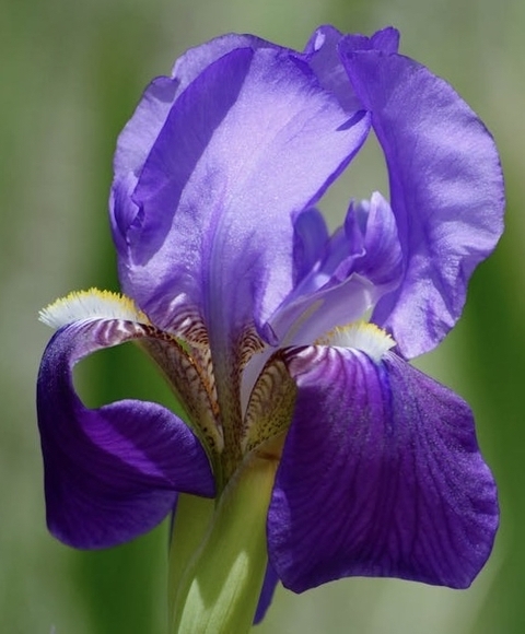 closeup, flower wallpapers