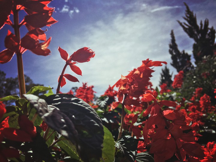 flower