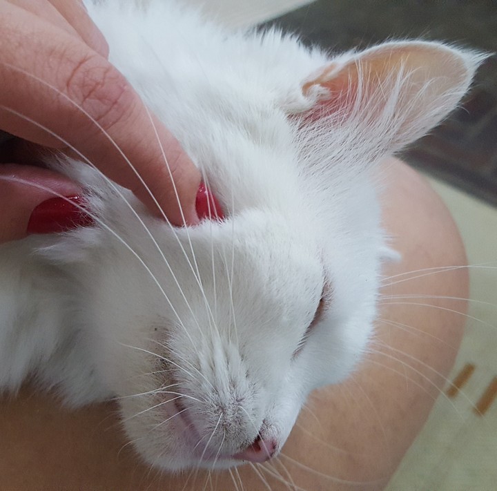 carinho gata