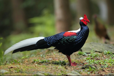 bird