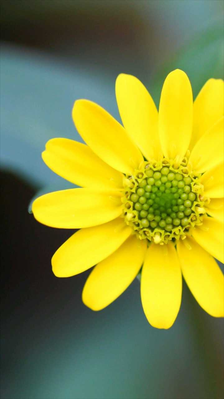 Yellow Flower wall