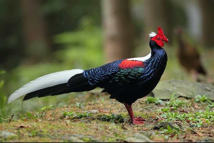 bird