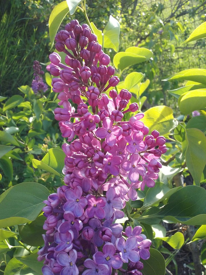 lilac
