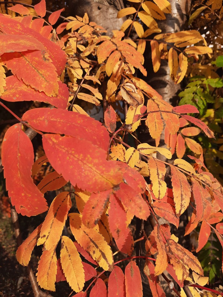 Autumn