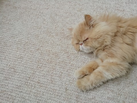 This is my Milo
