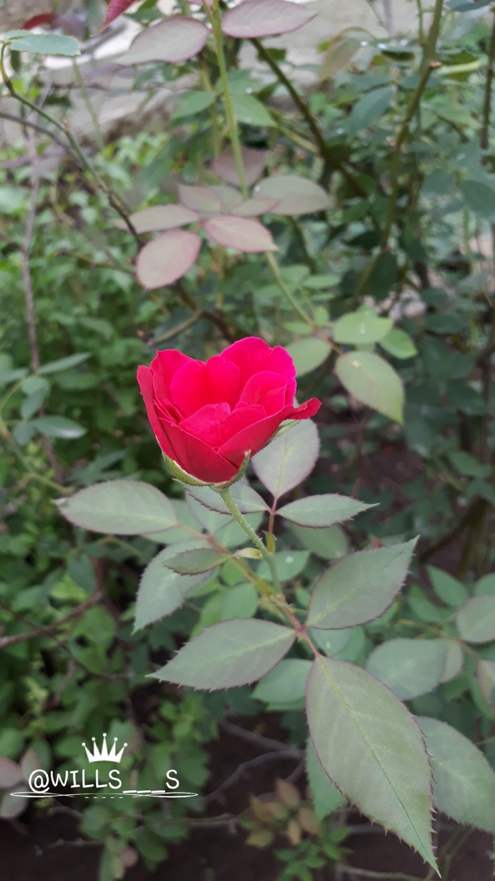 red  rose