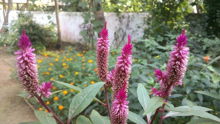 flower
