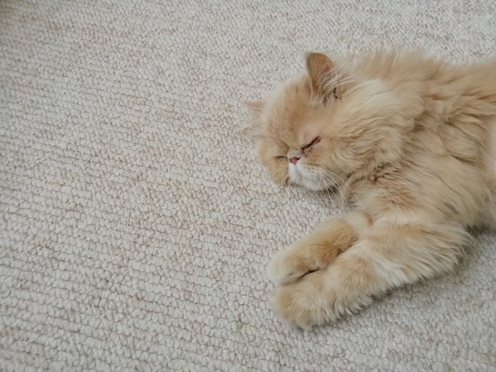 This is my Milo