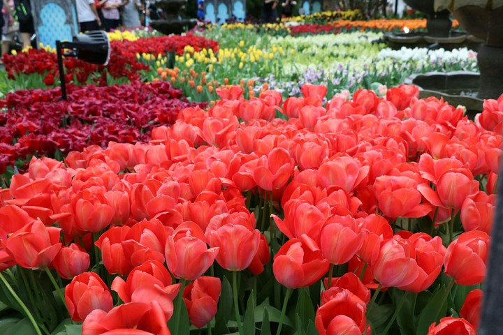 tulips exhibitions