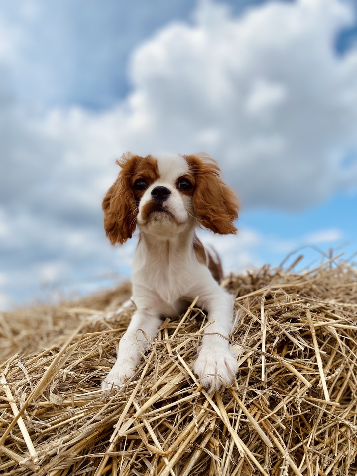 Puppy