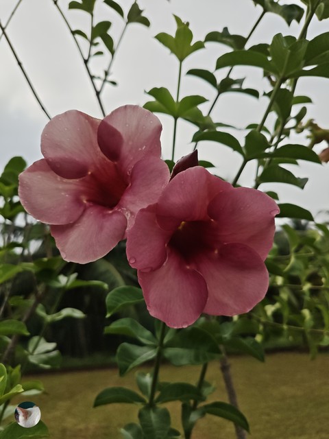 Plant_stem, Perennial_plant, Pedicel