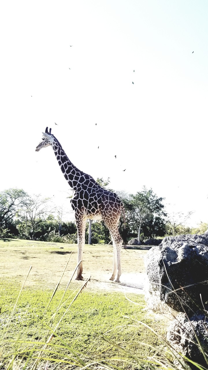 Giraffe