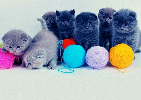 süße katzen