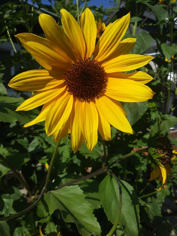 Nor Cal sunflower.