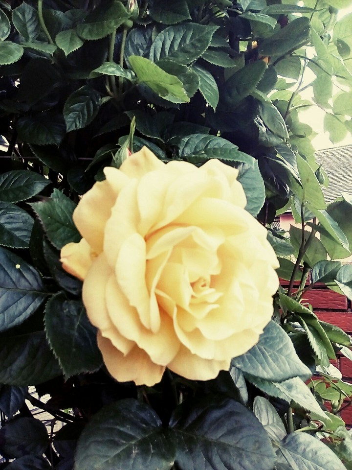yellow rose
