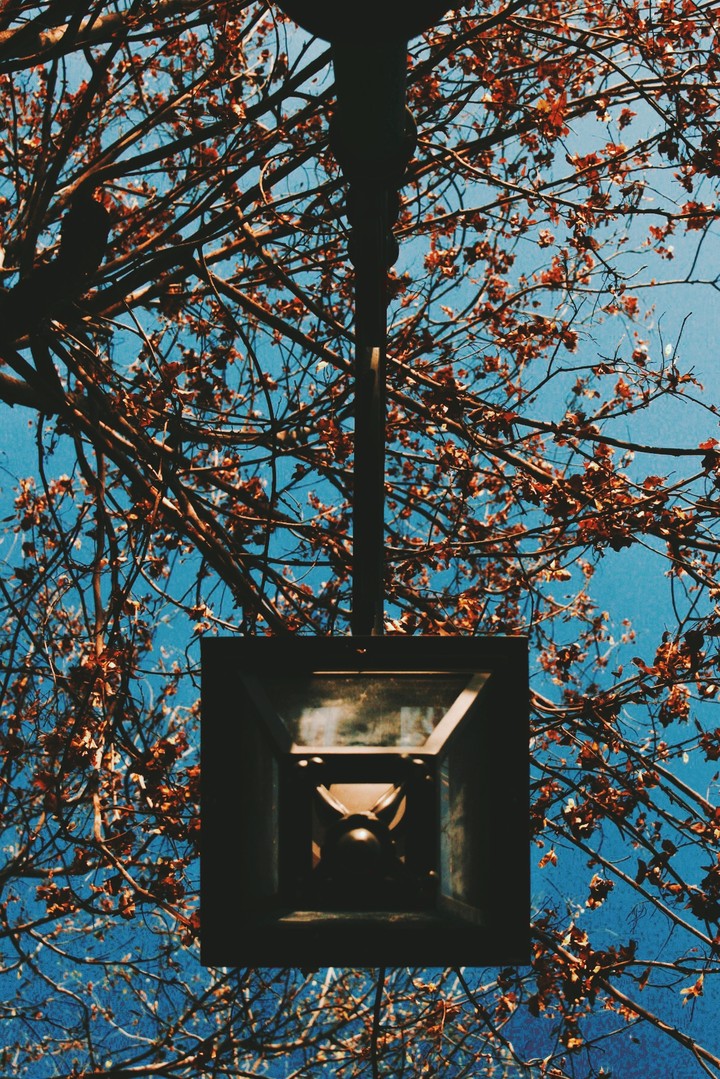 lamp under treee