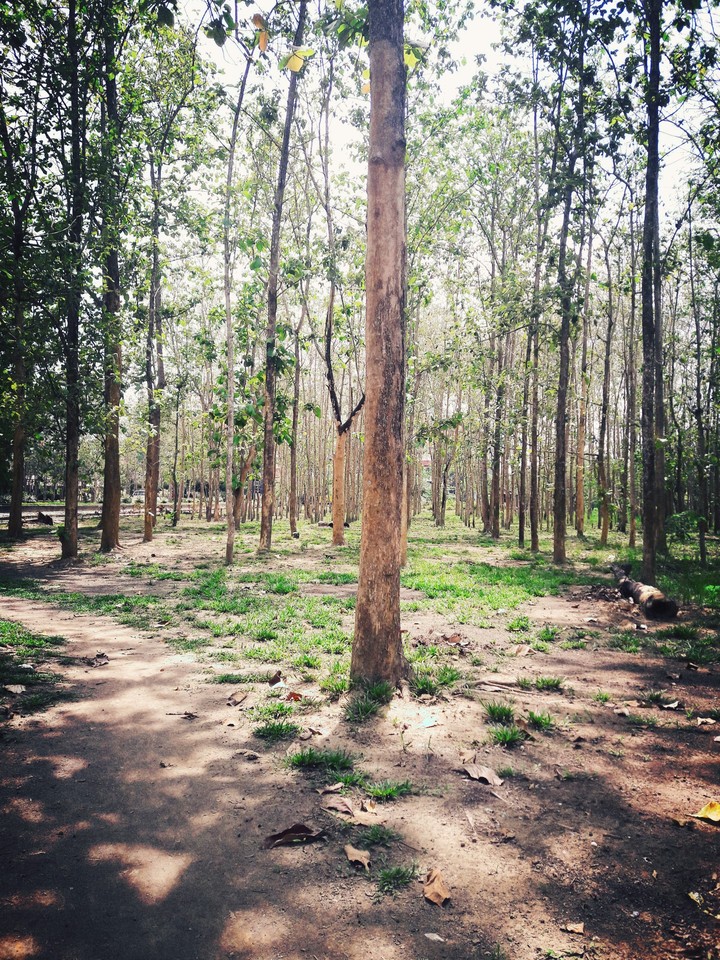 The green forest
