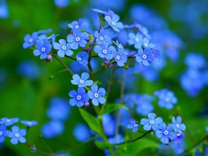 Brunnera