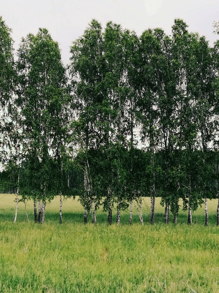 берёзки