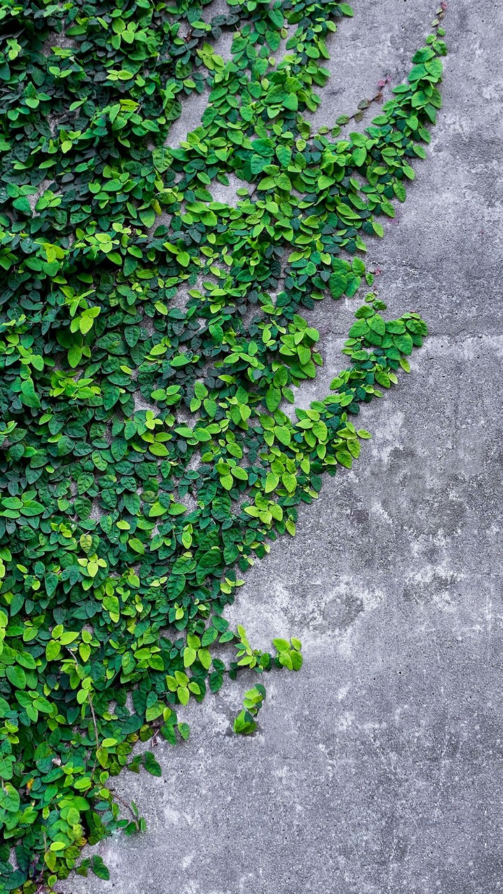 grass