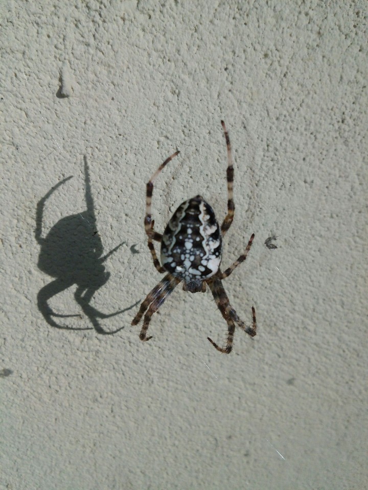 my Litlle Spider :) photo by Lg G3 ..
