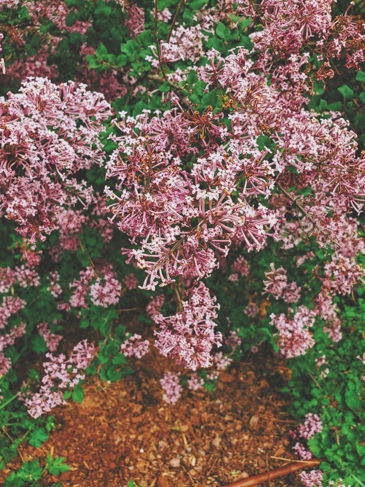 spring?
