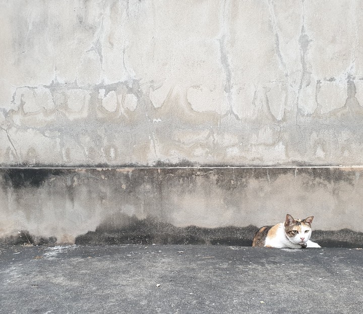 Street Cat Style